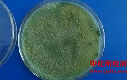 菌種、抗生素敏感性檢測